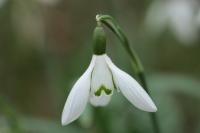 Galanthus nivalis