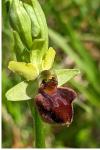 Ophrys aranifera