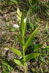 Cephalanthera longifolia