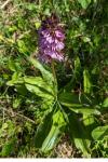 Orchis purpurea