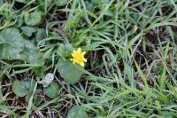 Ficaria verna