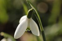 Galanthus nivalis