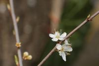 Prunus spinosa