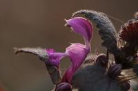 Lamium maculatum
