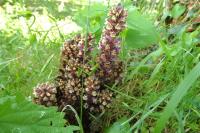 Orobanche hederae