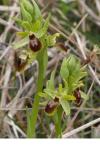 Ophrys virescens