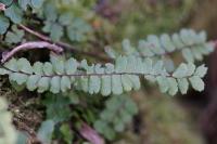 Asplenium trichomanes