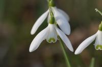 Galanthus nivalis