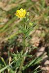 Ranunculus acris