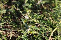 Senecio vulgaris