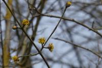 Cornus mas