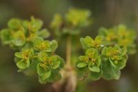 Euphorbia helioscopia