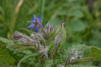 Borago officinalis