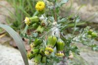Senecio vulgaris