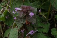 Lamium purpureum