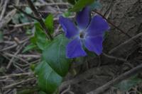 Vinca