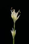 Rhynchospora alba