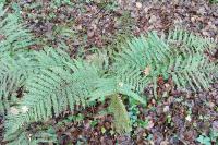 Dryopteris filix-mas