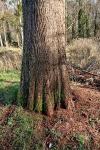 Taxodium distichum
