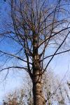 Taxodium distichum