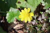 Ficaria verna