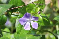 Vinca minor