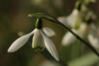 Galanthus nivalis