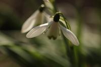 Galanthus nivalis