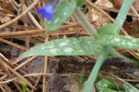 Pulmonaria longifolia