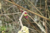 Corylus avellana