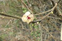 Corylus avellana