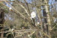 Prunus spinosa