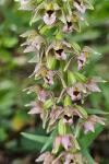 Epipactis helleborine