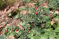 Ruscus aculeatus