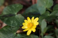 Ficaria verna