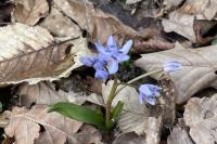 Scilla bifolia