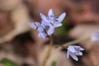 Scilla bifolia