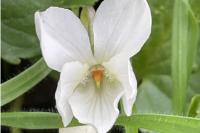 Viola odorata