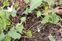 Viola odorata