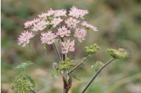 Heracleum sphondylium