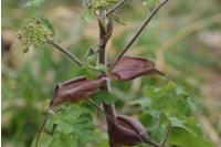 Heracleum sphondylium