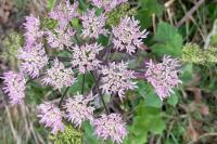 Heracleum sphondylium