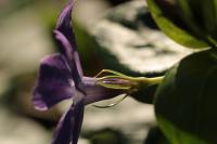 Vinca major