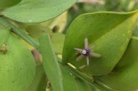 Ruscus aculeatus
