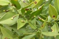Ruscus aculeatus