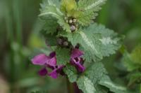 Lamium maculatum