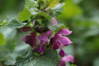 Lamium maculatum