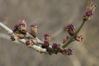 Fraxinus excelsior