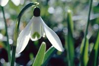 Galanthus nivalis