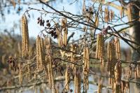 Alnus glutinosa